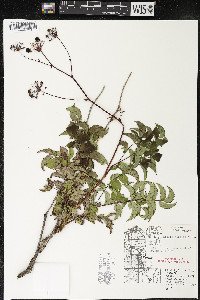 Aralia hispida image