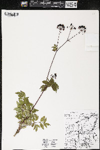 Aralia hispida image