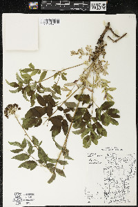 Aralia hispida image