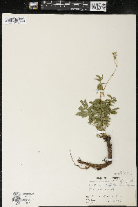 Aralia hispida image