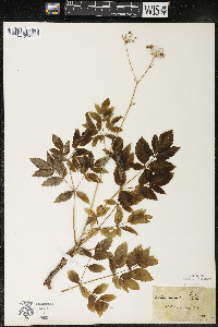 Aralia hispida image