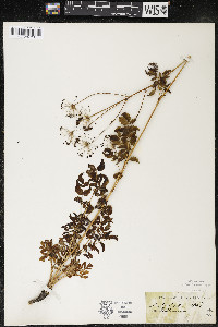 Aralia hispida image