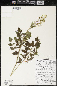 Aralia hispida image