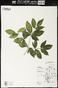 Aralia hispida image