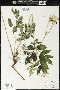 Aralia hispida image