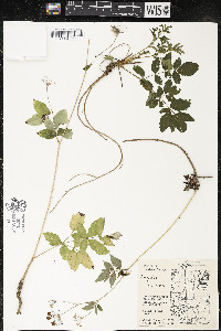 Aralia hispida image
