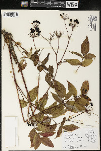 Aralia hispida image