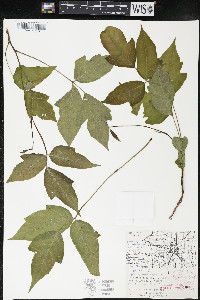 Toxicodendron radicans subsp. negundo image