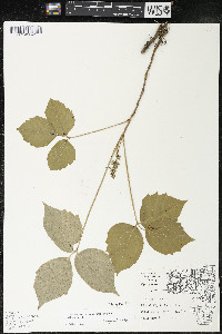 Toxicodendron radicans subsp. negundo image