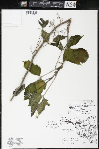 Toxicodendron radicans subsp. negundo image