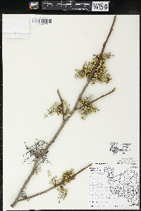 Toxicodendron radicans subsp. negundo image