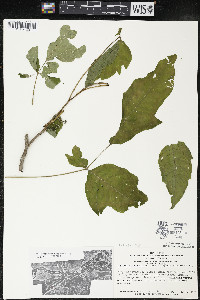 Toxicodendron radicans subsp. negundo image