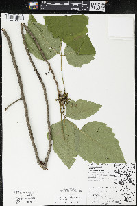 Toxicodendron radicans subsp. negundo image