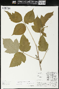 Toxicodendron radicans subsp. negundo image