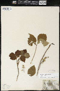 Toxicodendron rydbergii image