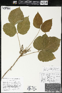 Toxicodendron rydbergii image