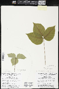 Toxicodendron rydbergii image