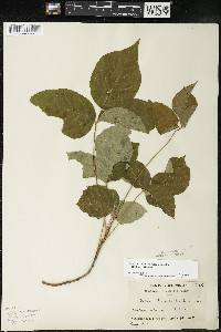 Toxicodendron rydbergii image