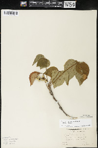 Toxicodendron rydbergii image