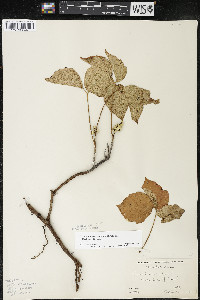 Toxicodendron rydbergii image