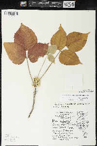 Toxicodendron rydbergii image