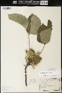 Toxicodendron rydbergii image