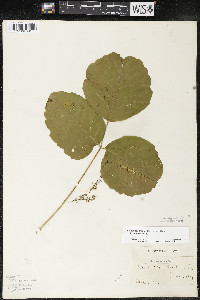 Toxicodendron rydbergii image