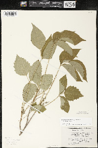 Toxicodendron rydbergii image