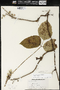 Toxicodendron rydbergii image