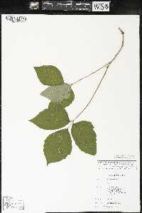 Toxicodendron rydbergii image