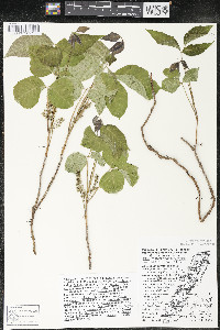 Toxicodendron rydbergii image