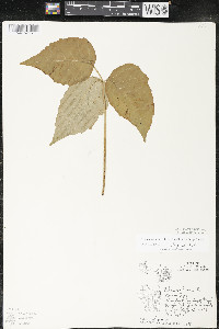 Toxicodendron rydbergii image