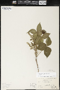 Toxicodendron rydbergii image