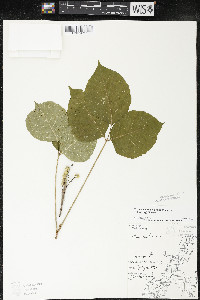 Toxicodendron rydbergii image