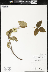 Toxicodendron rydbergii image