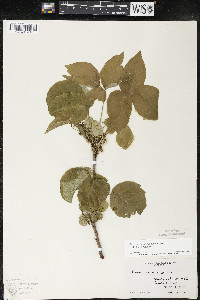 Toxicodendron rydbergii image