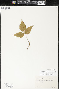 Toxicodendron rydbergii image