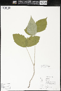 Toxicodendron rydbergii image