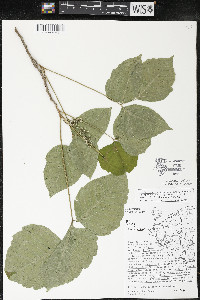 Toxicodendron rydbergii image