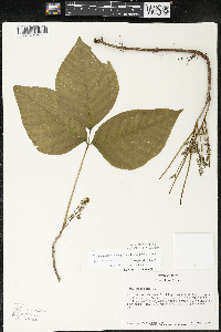 Toxicodendron rydbergii image