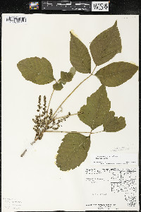 Toxicodendron rydbergii image