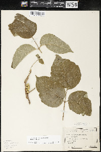 Toxicodendron rydbergii image