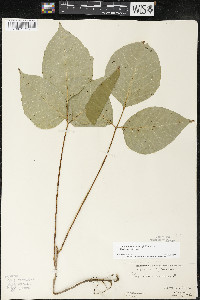 Toxicodendron rydbergii image