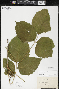 Toxicodendron rydbergii image