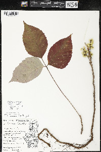 Toxicodendron rydbergii image