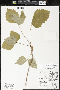 Toxicodendron rydbergii image