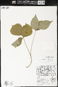 Toxicodendron rydbergii image