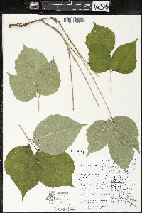 Toxicodendron rydbergii image