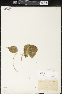 Toxicodendron rydbergii image