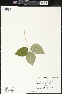 Toxicodendron rydbergii image